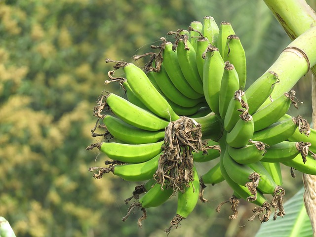 zelený banán.jpg