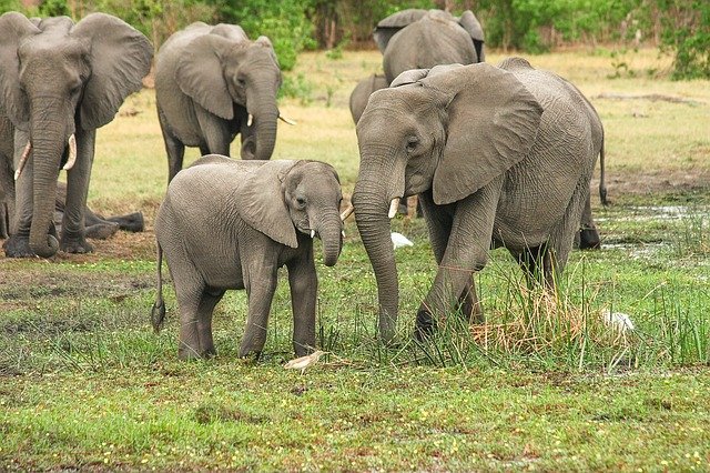 Slony v Afrike.jpg