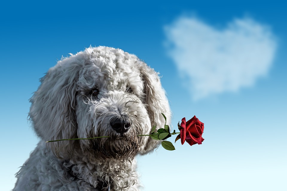 pes. ruža, darovanie